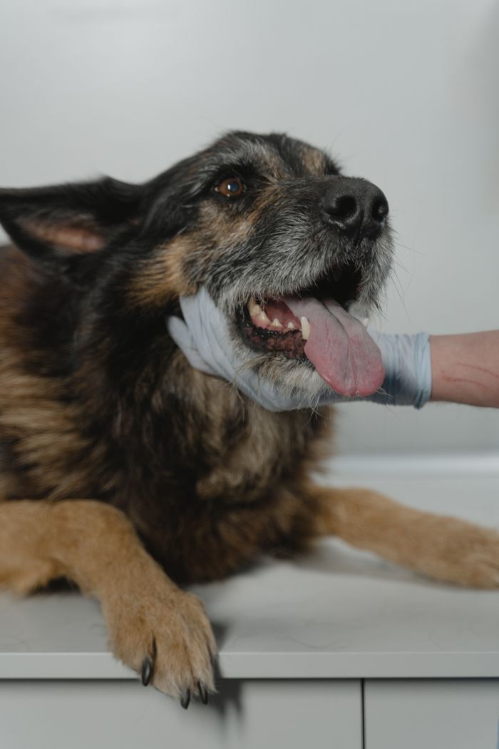A German Shepherd on a white table during a veterinary checkup, focusing on its mouth and tongue.